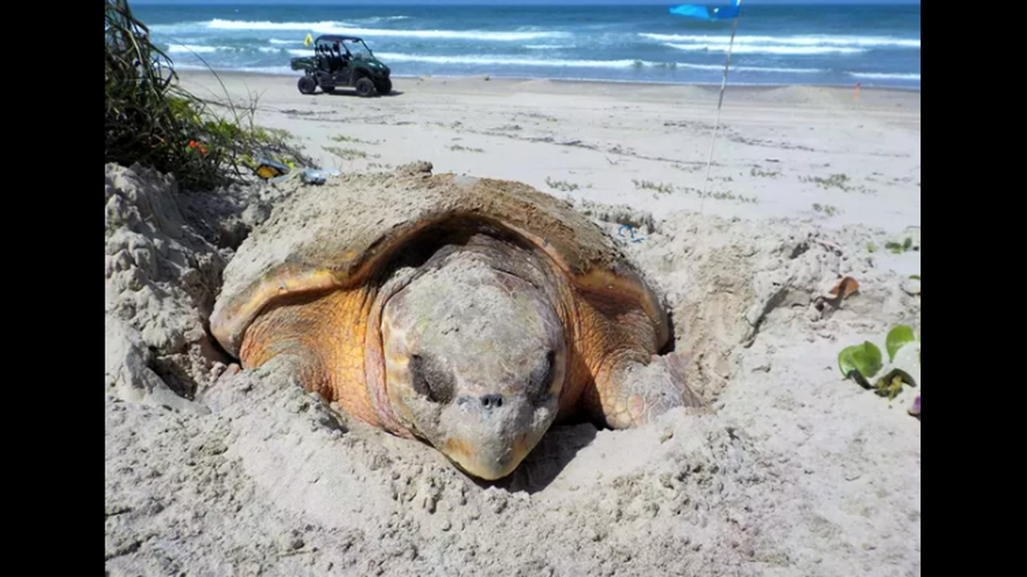 A nesting loggerhead sea turtle like this one was struck by a vehicle on North Carolina’s Outer Banks. On the Atlantic coast, the turtles nest primarily along North Carolina, South Carolina, Georgia and Florida, the National Park Service says.