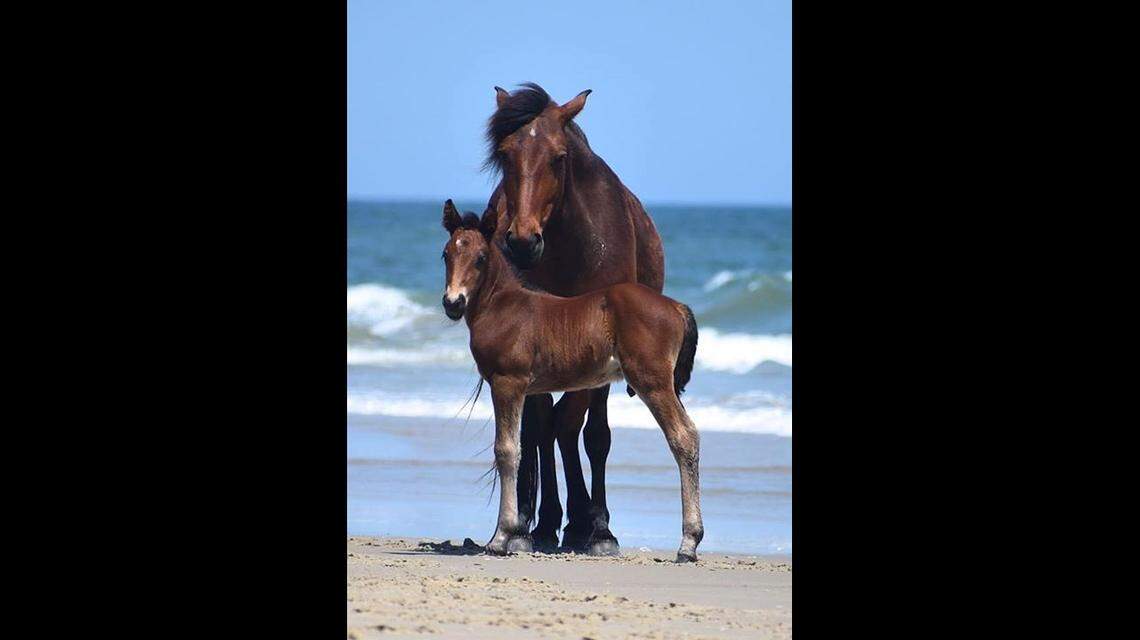 A colt named Danny on the Outer Banks died a painful death, after someone ignored laws against feeding the wild horses and gave him an apple, Corolla Wild Horse Fund reported Monday.
