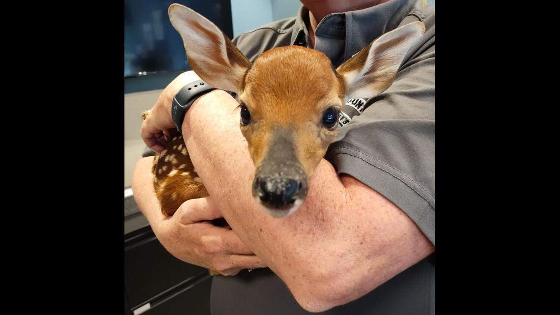 Baby deer was dehydrated and had injured nose. NC wildlife rehabilitators have it now.