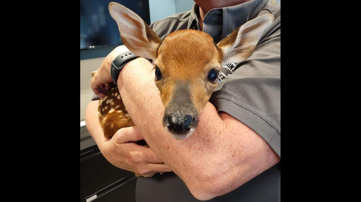 A Chatham County employee found this fawn just outside their office building in Pittsboro on Friday, May 31, 2024, and called the Chatham Sheriff’s Animal Resource Center for help.