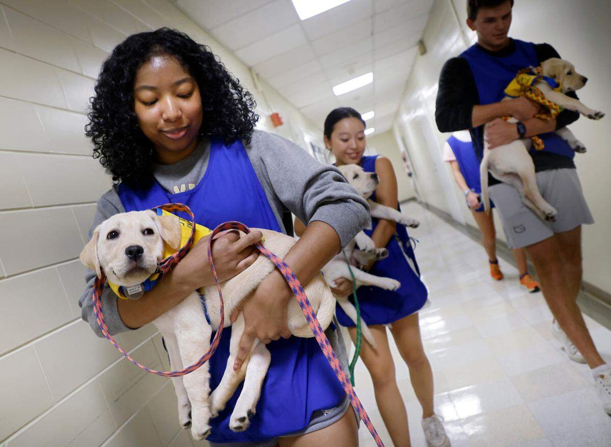 From left, Duke students Madeleine McLean, Karen Ru and Drew Temel carry puppies inside for a nap at the Duke Puppy Kindergarten on Thursday, Sept. 22, 2022, in Durham, N.C. The Duke Puppy Kindergarten studies how different rearing methods affect the traits of assistance dogs.