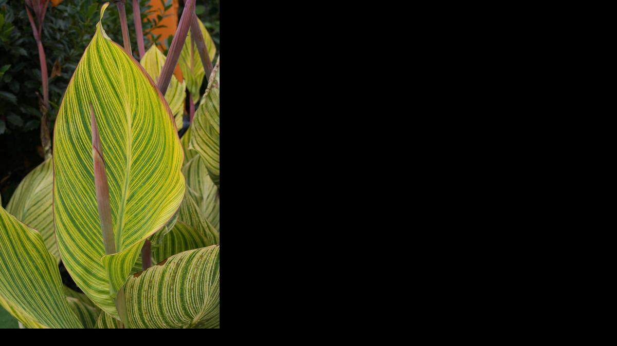 Put cannas on a spray schedule in spring to protect them from leaf roller damage.

