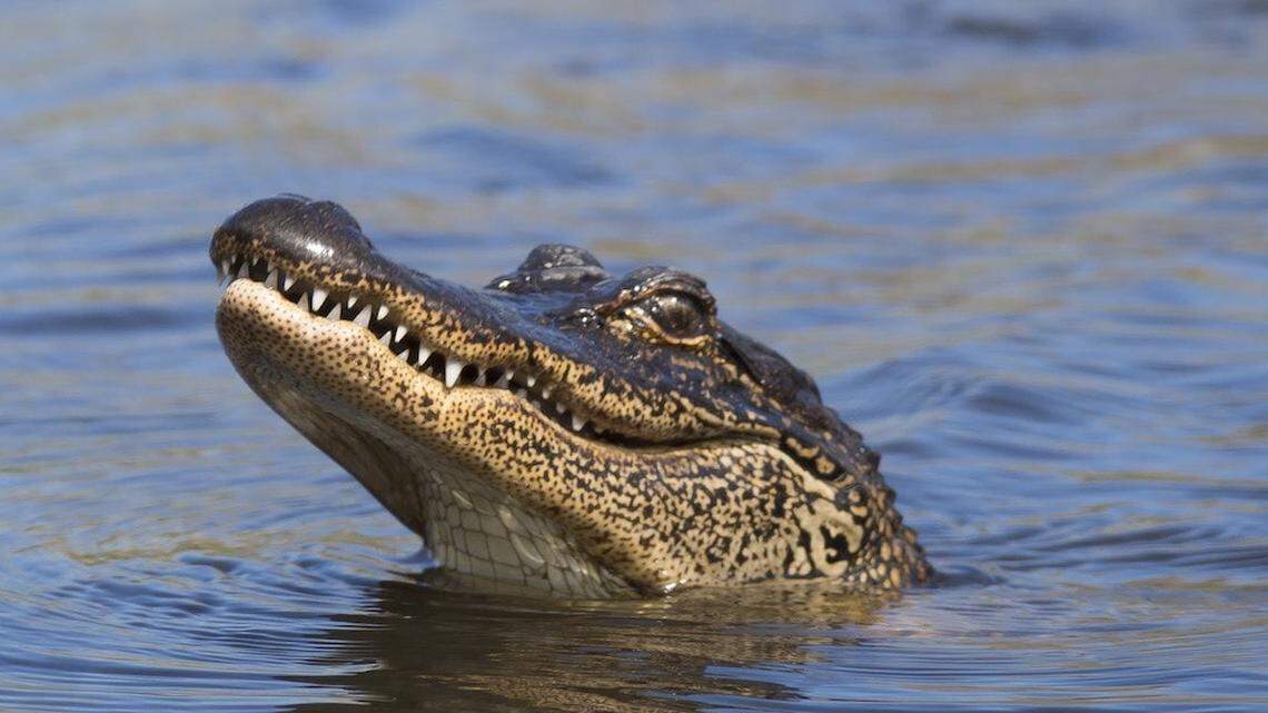 Alligators tend to be a common sight in parts of coastal South Carolina, but attacks are rare.