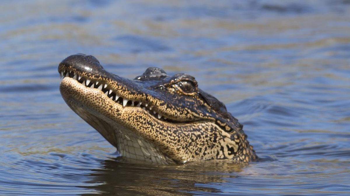 Alligators tend to be a common sight in parts of coastal South Carolina, but attacks are rare.