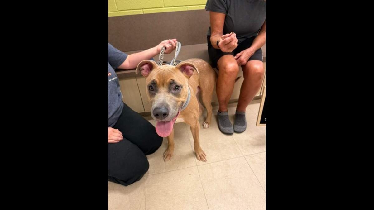 After rescue from Durham dumpster, pitbull mix is adopted after community support