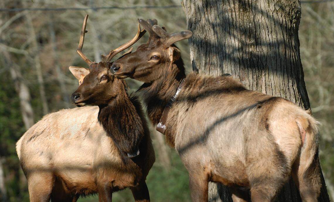 Elk in the Great Smoky Mountains National Park