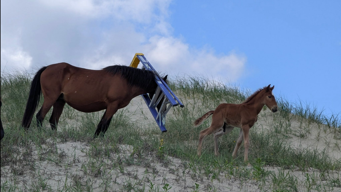 This wild horse was found wearing a ladder in the Corolla area of the Outer Banks, prompting rescue attempts. The ladder eventually fell off, the Corolla Wild Horse Fund says.