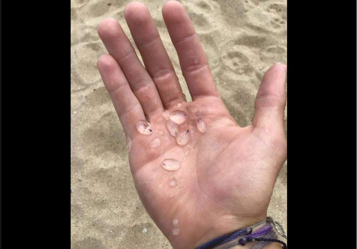 Small gelatinous creatures called salps washing up on Outer Banks beaches are closer relatives to humans than jellyfish.