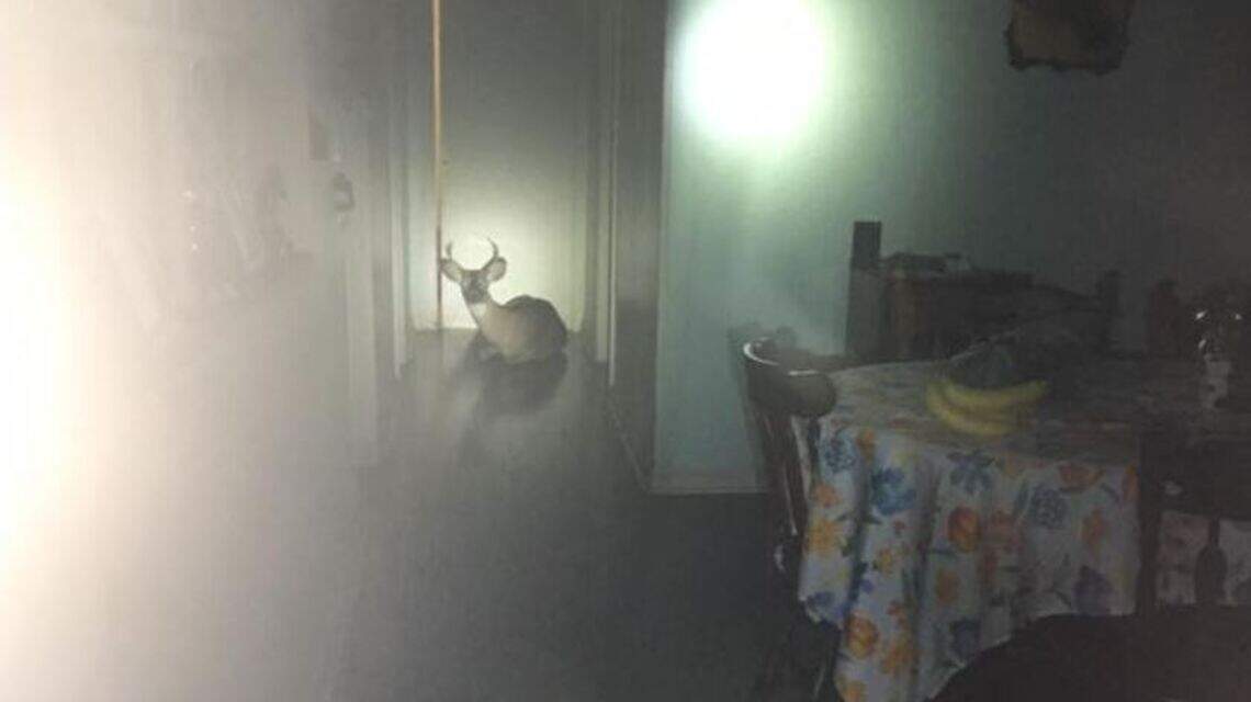 Home ‘intruder’ just wanted to relax for a while, North Carolina police say