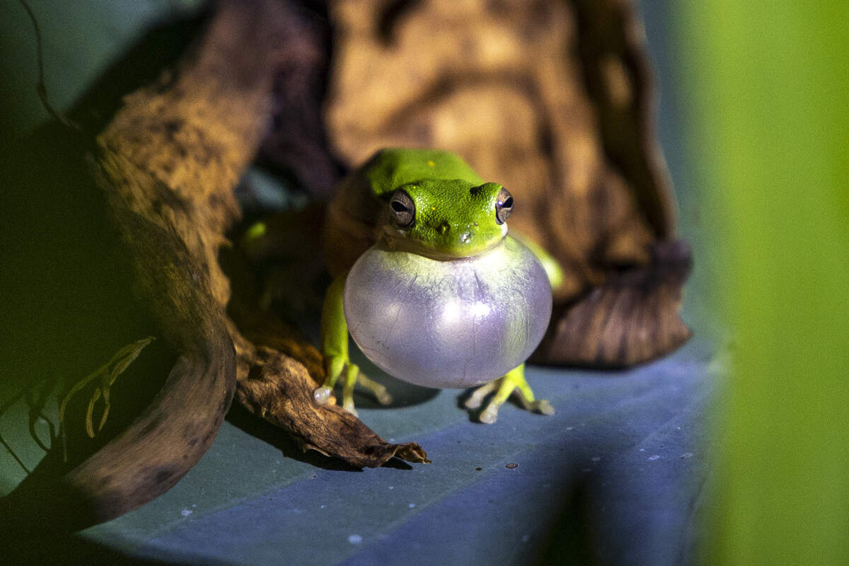 A green tree frog sits among vegetation Tuesday, June 30, 2026, at Downtown Cary Park in Cary.