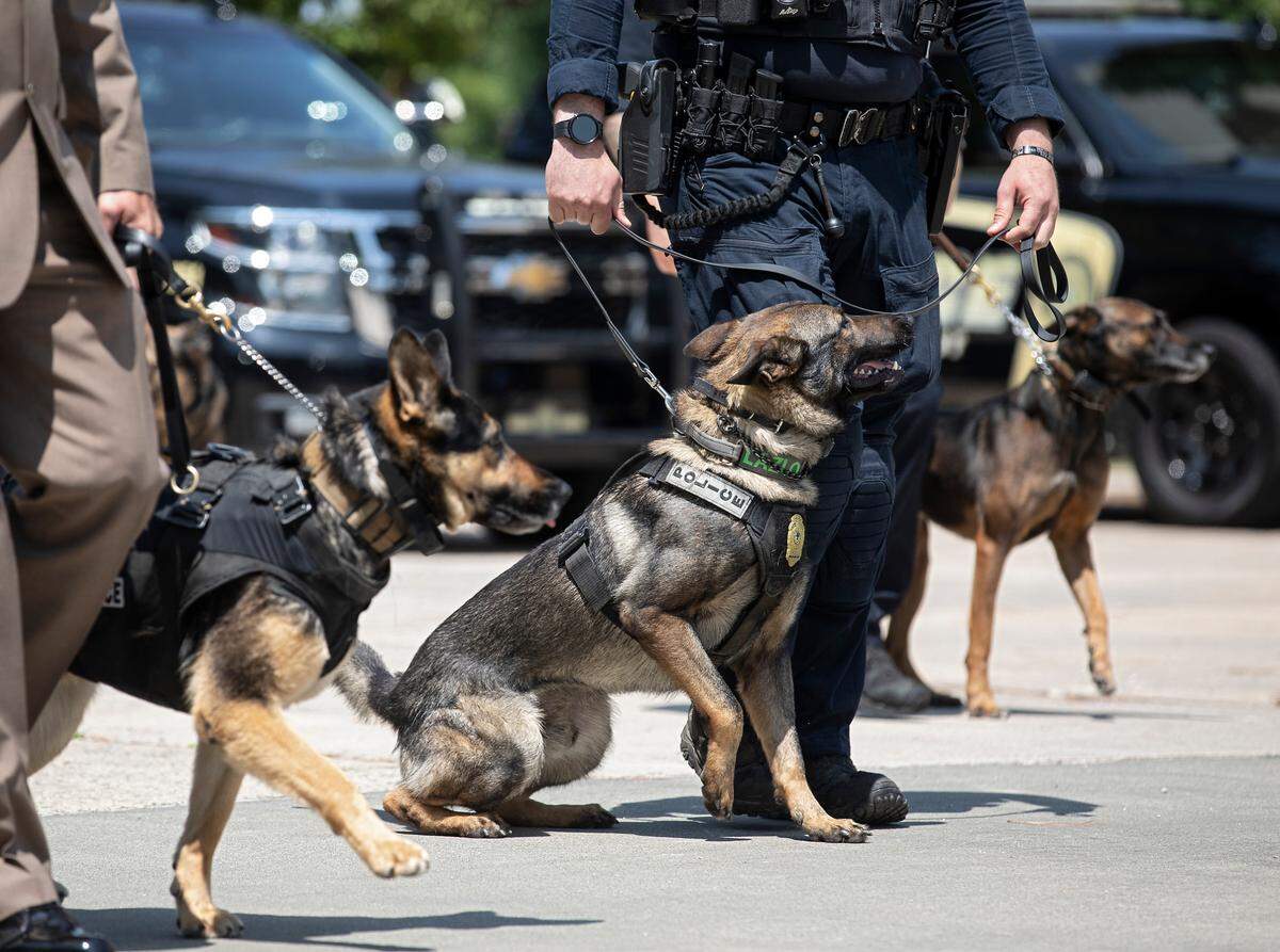 Law enforcement dogs await a recessional following a memorial service for K9 Santos, a Wake County sheriff’s dog, at the Kerr Scott Building on Wednesday, June 14, 2023, in Raleigh, N.C. K9 Santos, a German shepherd, was accidentally shot and killed by a Knightdale police officer after a traffic stop in May.