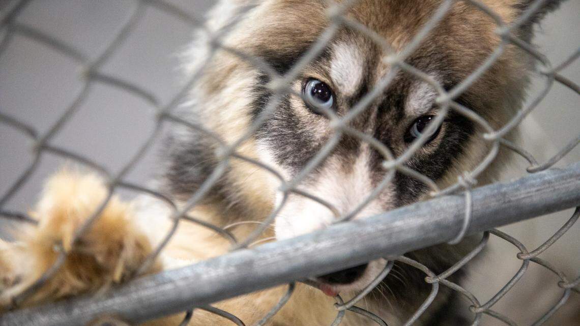 ‘Odonis’ an approximately 3-year-old Siberian Husky mix is one of many dogs available for adoption, Friday June 23, 2023 at the Wake County Animal Center in Raleigh.