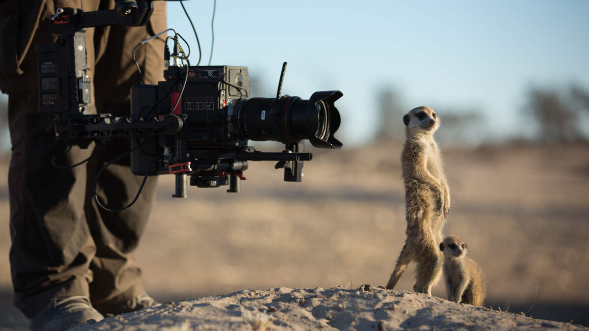 Cameraman Tom Walker uses a gyro-stabilized camera to film meerkats (Suricata suricatta) in the Kalahari Desert. The meerkats are being studied as part of a long-term university project and have becoming completely used to seeing human beings. To a meerkat habituated in this way, a human being is no more a threat than a tree or bush. Working alongside scientists, the crew were able to get intimate, close-up shots of these meerkats, despite them being completely wild. (National Geographic/Holly Harrison)
