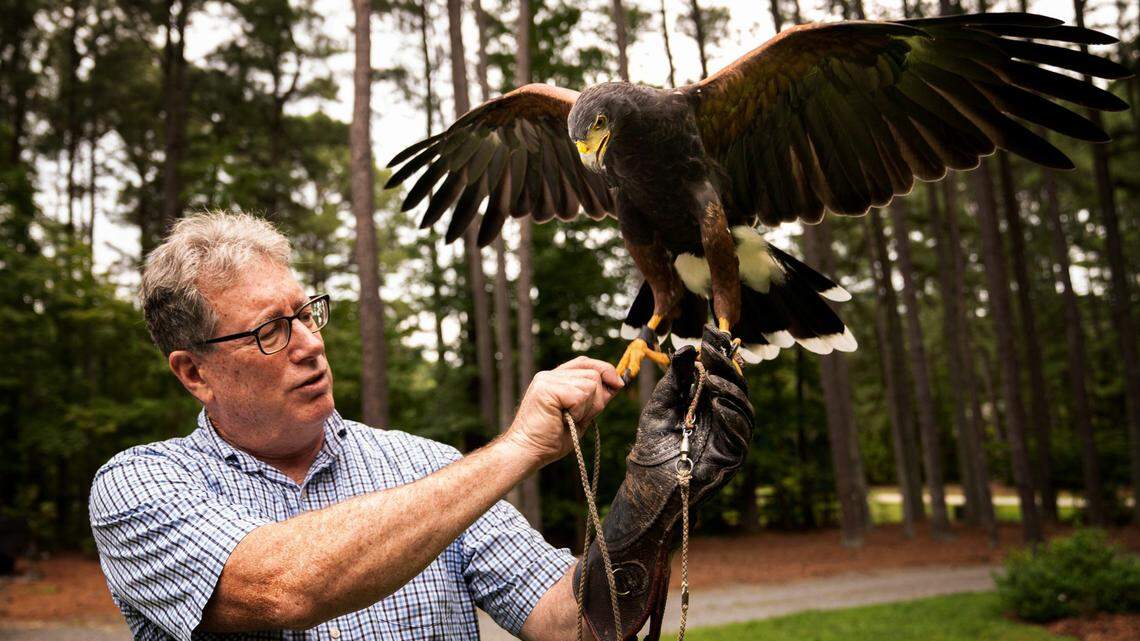 Richard Shores, a licensed falconer practicing since 2004, holds Lagurtha, one of his two Harris hawks, on Friday, Aug. 19, 2022 in Apex, N.C. at his home where he houses four birds in a homemade falconry mews.