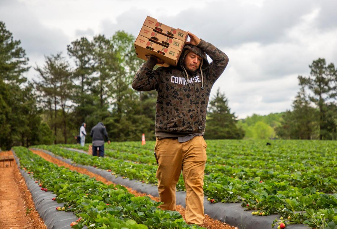 Ivan Hern‡ndez, carries full boxes of ripe strawberries he picked for sale in the retail store or curbside pick-up at Eno River Farm before the fields open for pick-your-own strawberry customers at 9 a.m., on Wednesday, Apr. 15, 2020, in Hillsborough, N.C.