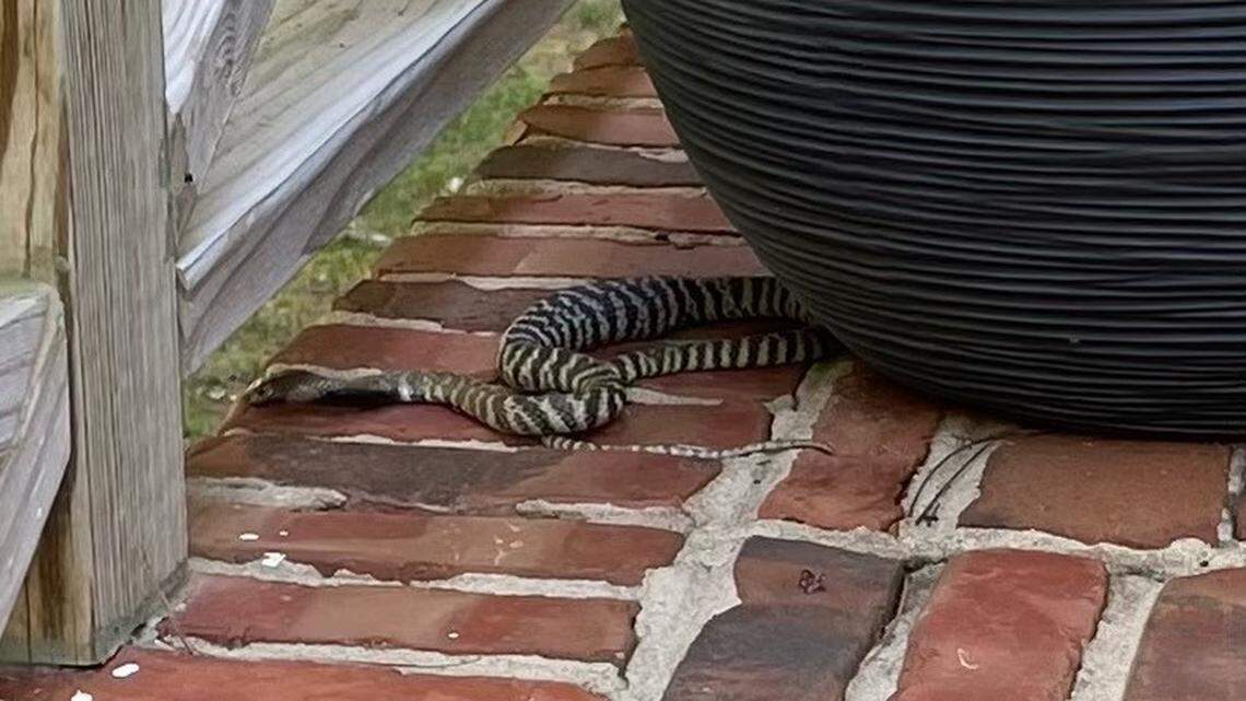 Escaped venomous cobra in Raleigh has been captured after days of searching