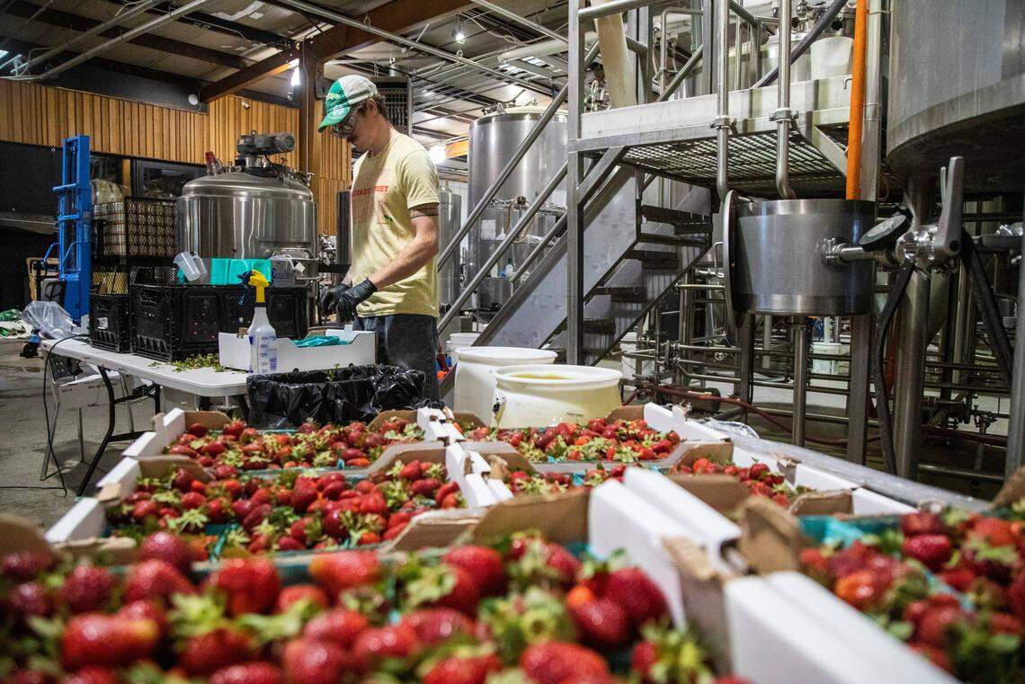 Lead Experimental Brewer Alex Leonard cleans North Carolina grown strawberries to be used in a batch of beer at Trophy Brewing Company’s Maywood Avenue location in Raleigh Tuesday, May 19, 2020. Trophy started kegging more beers and brewing limited small batches in anticipation of selling to more restaurants as coronavirus restrictions are lifted. Chief Brewing Officer Les Stewart says they are taking a more cautious wait-and-see approach with the dine-in side of the business.