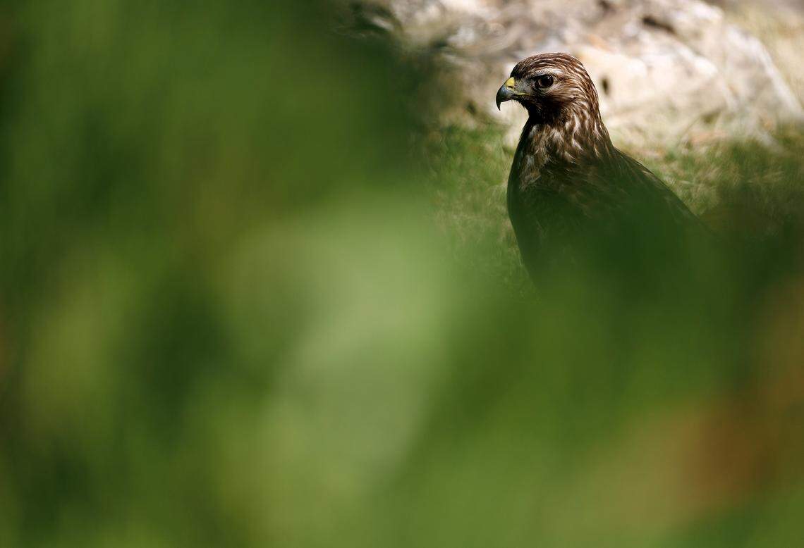 A Red-shouldered Hawk looks out from a grassy area at Sarah P. Duke Gardens on Thursday, April 16, 2026, in Durham, N.C. 