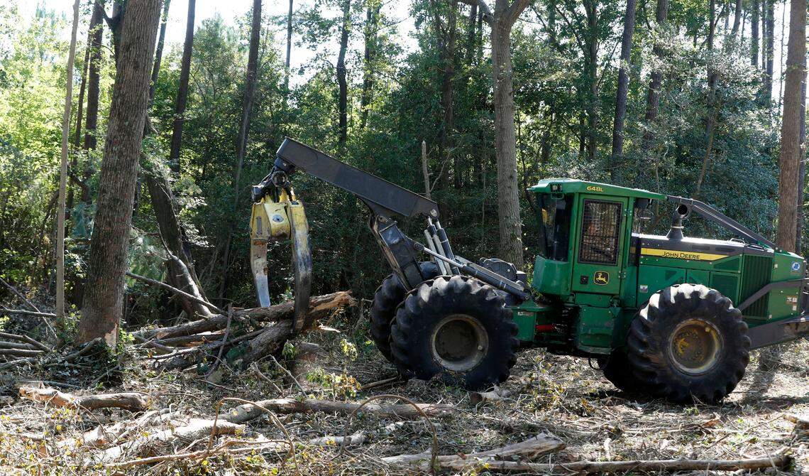 Trees cut down on a Wilson County farm are brought to a loading area Tuesday, Sept. 3, 2019. The cut trees are headed to the Enviva plant in Northampton County, N.C.