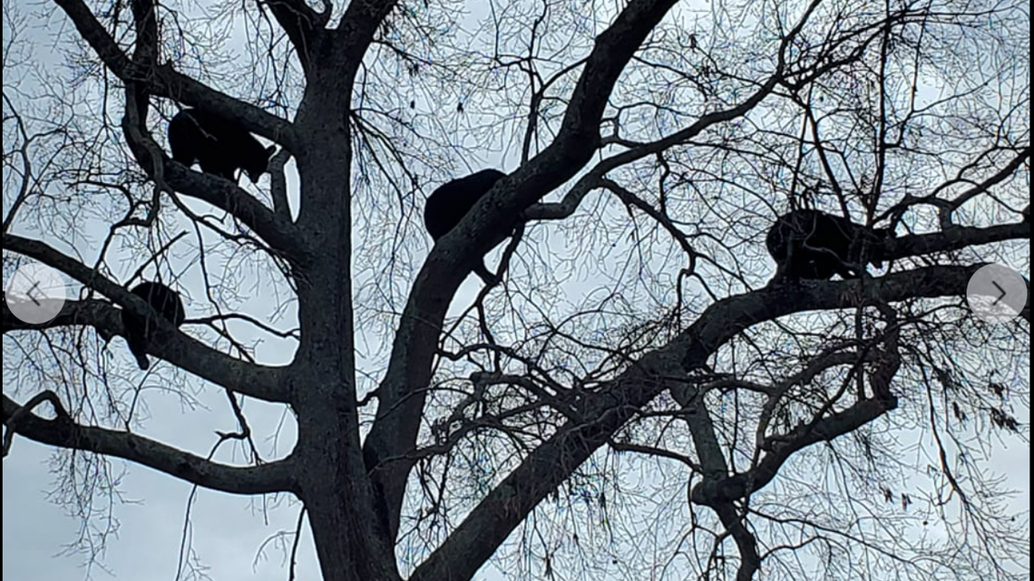 A mama bear and her three cubs were spotted napping on Dec. 27 in a tree in a neighborhood in Virginia. CHESAPEAKE ANIMAL SERVICES FACEBOOK SCREENGRAB
