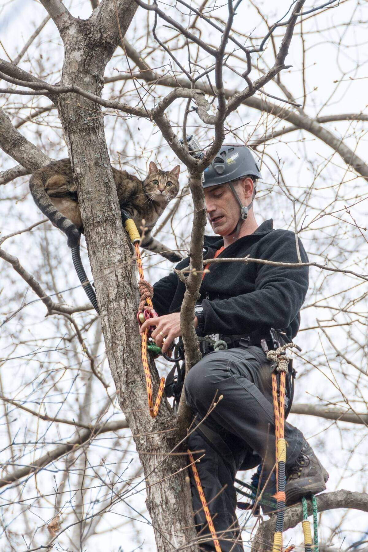 Patrick Brandt, an arborist in Mebane, N.C., crouches beside his rescue target.