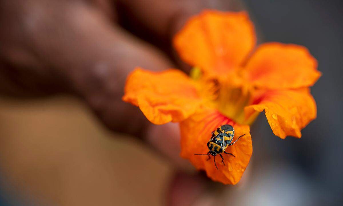 Tom Savage holds a Nasturtium blossom with a visiting insect in his garden on Thursday, September 8, 2022 at Allied Organic Farms in Hurdle Mills, N.C.