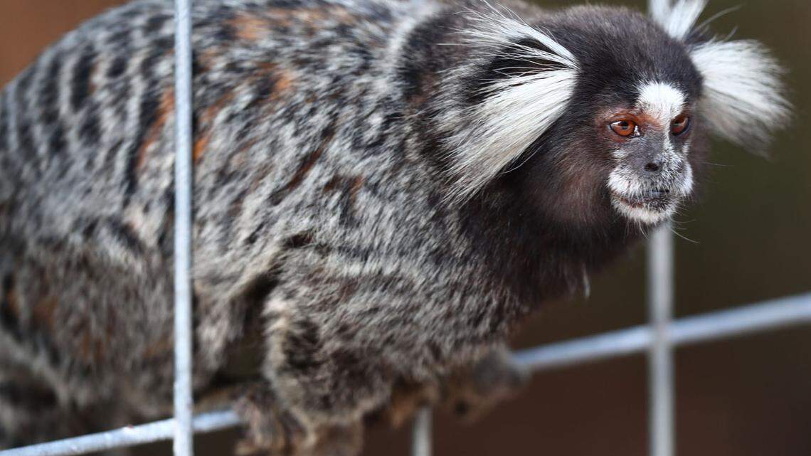 3 Raleigh monkeys are city’s first pets registered under ‘dangerous wild animal’ rules