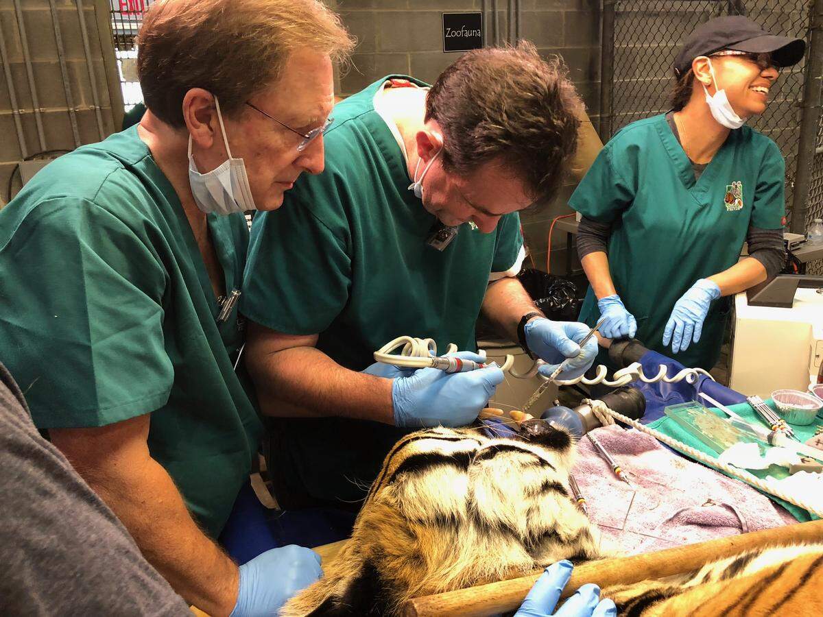 Tio the tiger got three root canals on fractured teeth at Carolina Tiger Rescue on July 21, 2018. Volunteer veterinary dentists from the Peter Emily International Veterinary Dental Foundation in Colorado traveled to Pittsboro to perform procedures on four big cats at no cost to the rescue.  Dr. Brian Hewitt of Las Vegas is pictured at center performing the procedure.
