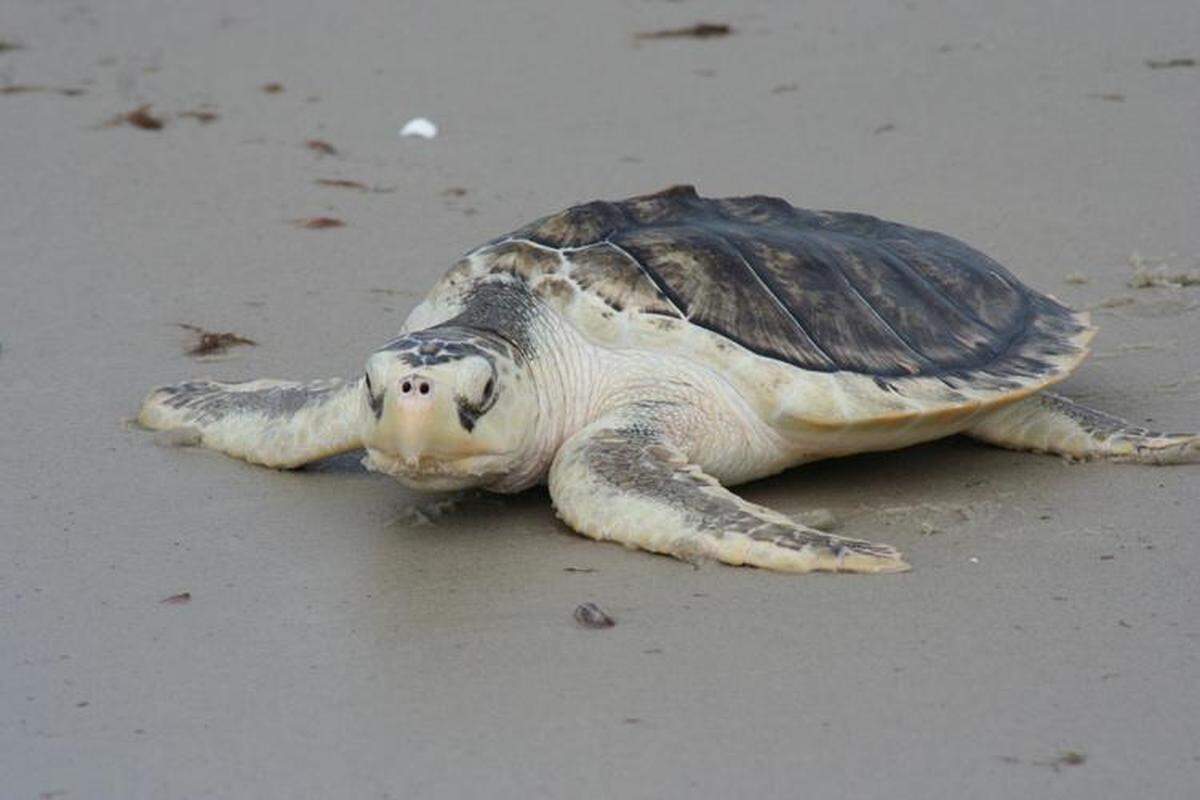 Kemp’s ridley turtles are the world’s most endangered species of sea turtles, experts say. One was recently seen nesting on North Carolina’s Outer Banks. (This is not the one in the video.)