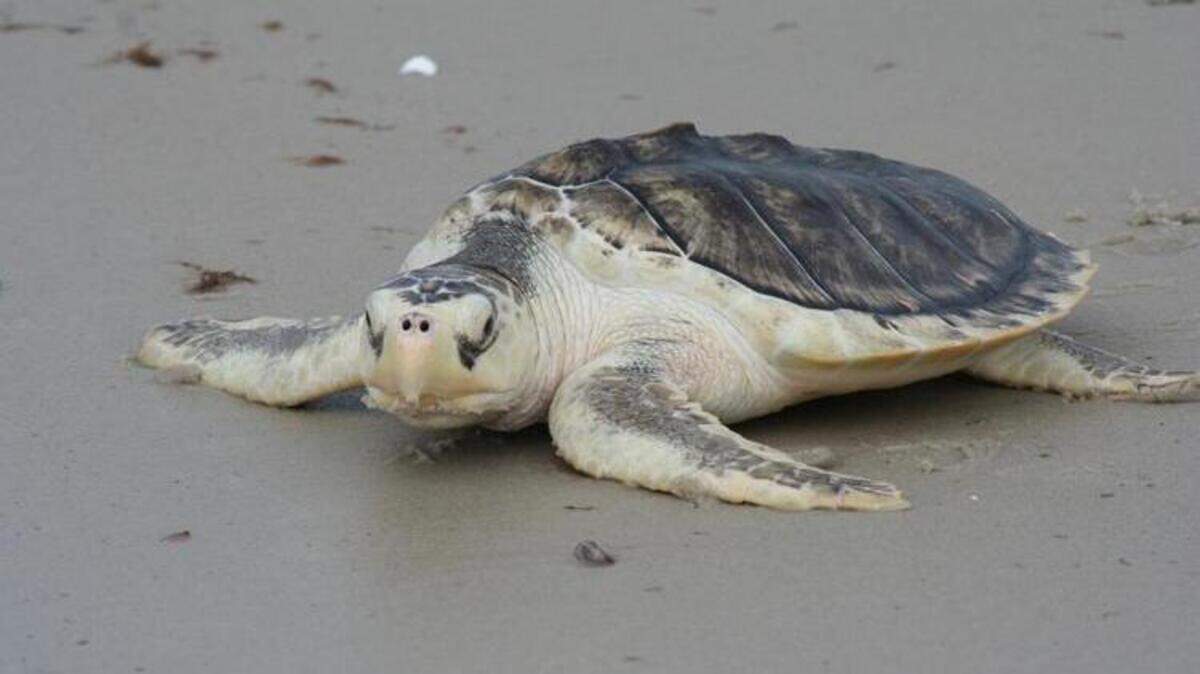 Kemp’s ridley sea turtles are the smallest sea turtle in the world. The species is named after Richard M. Kemp, a fisherman from Key West, Florida, who first submitted the species for identification in 1906.