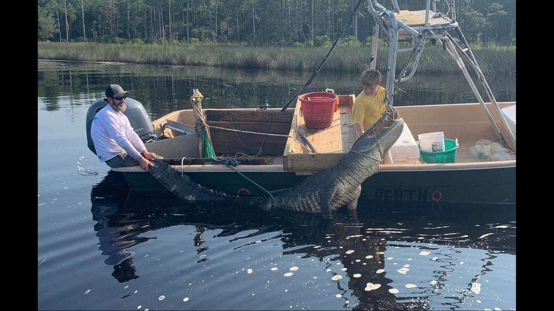 Zachary Willis and his son were pulling in shrimp nets when they discovered an alligator trapped in the ropes, photos show.