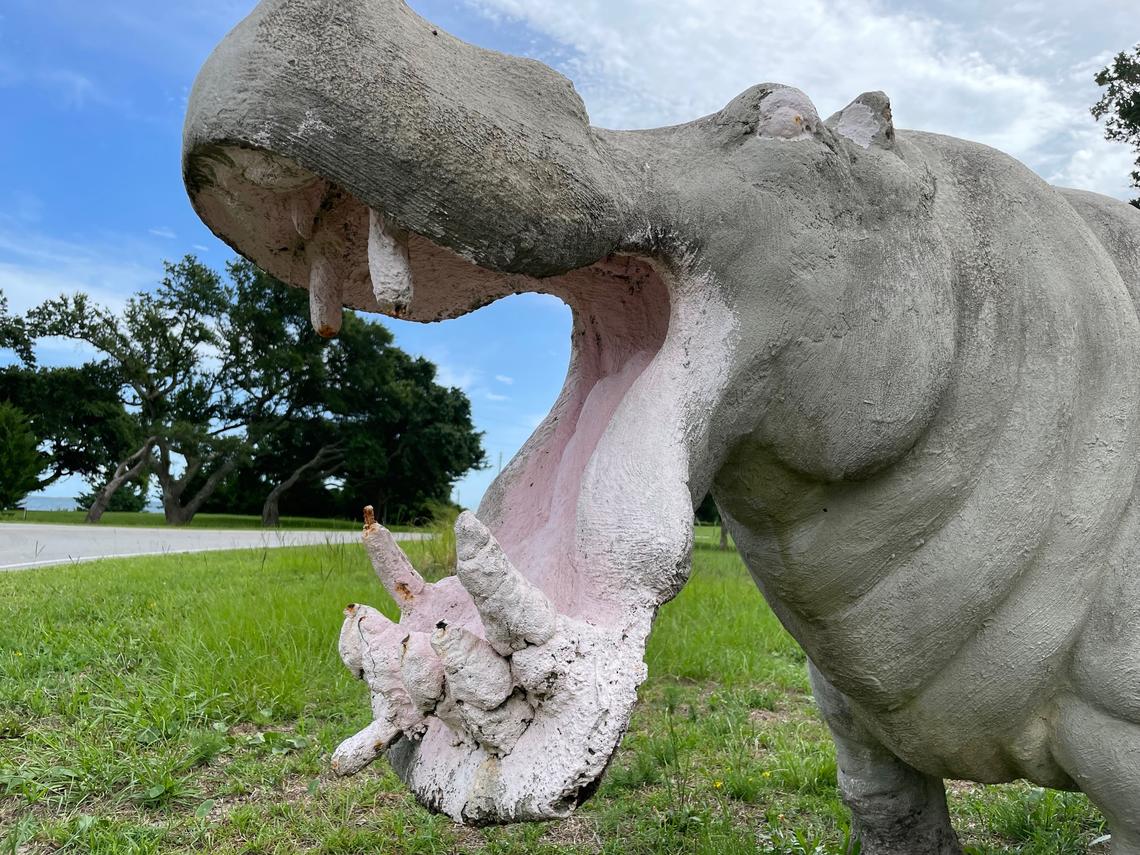 Rebar tips poke through the hippo’s teeth and small cracks have formed along her back, but Ursula Pickle still draws visitors to her new home in Atlantic, NC, overlooking the Core Sound.
