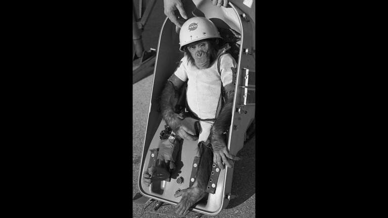 Ham the Astrochimp, first ape in space who retired to the NC Zoo, finally gets his due