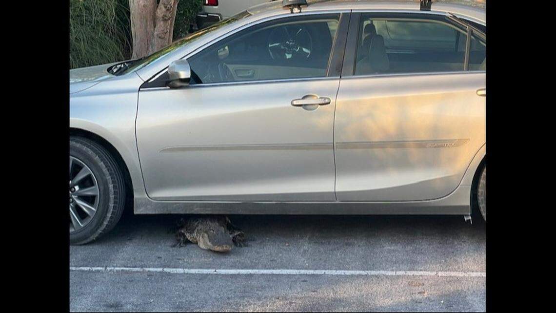 Two licensed trappers responded — one a sergeant on the police department — and they pulled alligator out and escorted it to “a nearby pond,” officials said.
