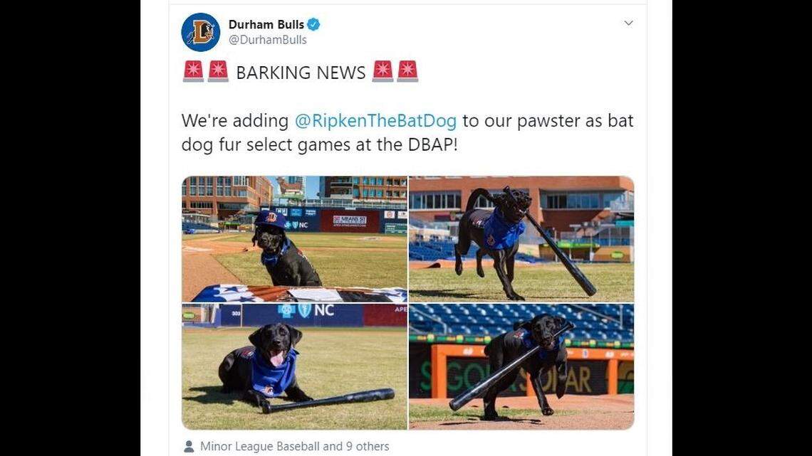 Who’s a good boy? The newest member of the Durham Bulls baseball team, that’s who.