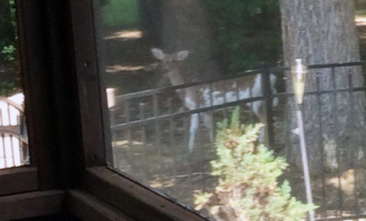 A piebald deer caught on camera in the backyard of a home in the Taft Woods West neighborhood in Clayton, NC.
