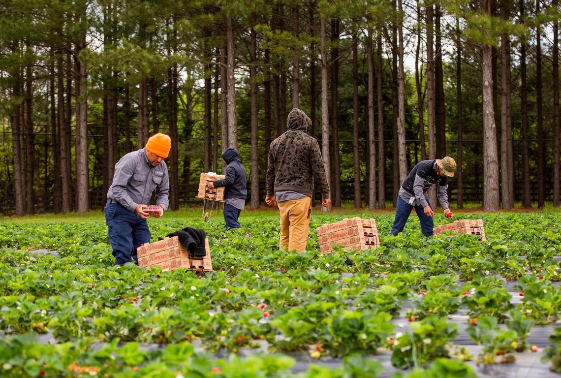 From left, David Jimenez, Milton Ordo–ez, Ivan Hern‡ndez, and Walter Gonz‡lez, employees at Eno River Farm, pick strawberries before the fields open for pick-your-own strawberry customers at 9 a.m., on Wednesday, Apr. 15, 2020, in Hillsborough, N.C.