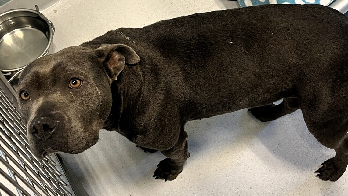 Pit-bull pack attacks man, mother and son in NC neighborhood, sheriff says
