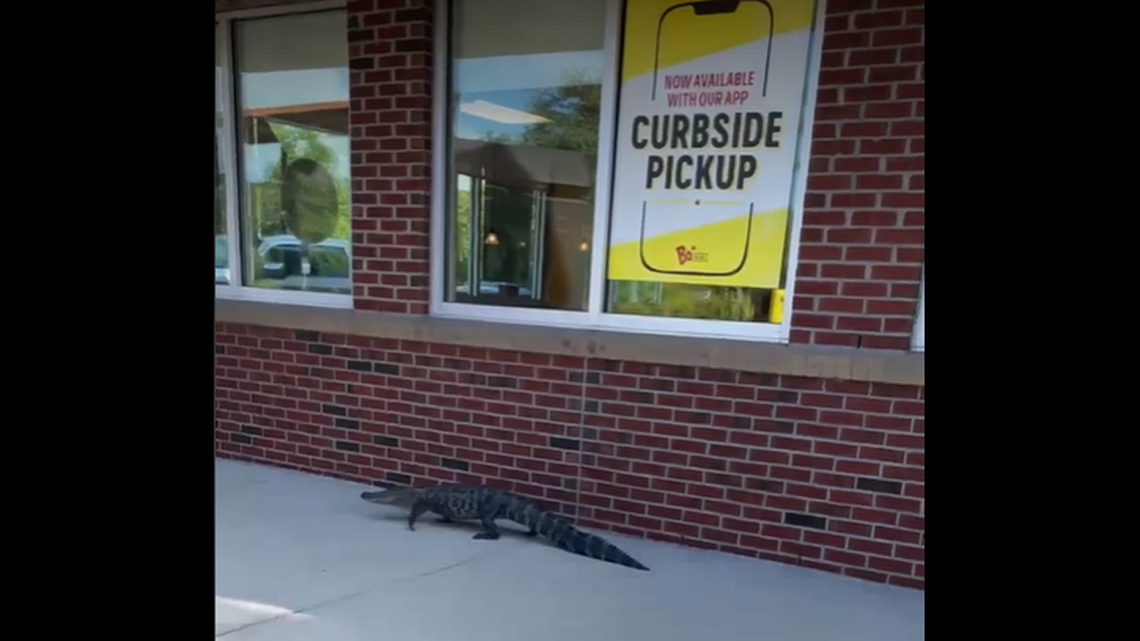 An alligator joined breakfast crowd at a Bojangles in Southport, North Carolina, on May 7, adding a hint of danger to the idea of curbside pickup.