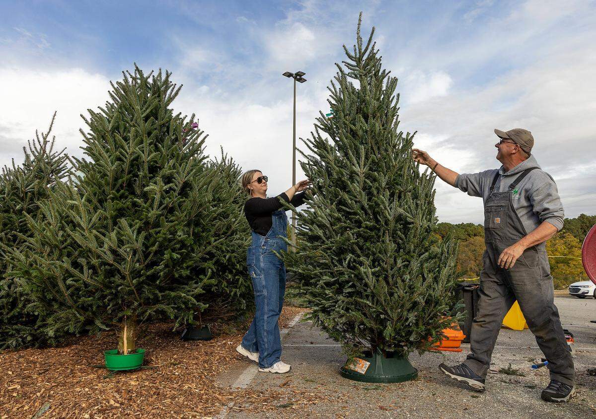 Kristina Ashton and Dennis Davis of River Ridge Tree Farms prepare a Christmas tree for display at the North Carolina State Farmers Market on Monday, Nov. 20, 2023, in Raleigh, N.C.