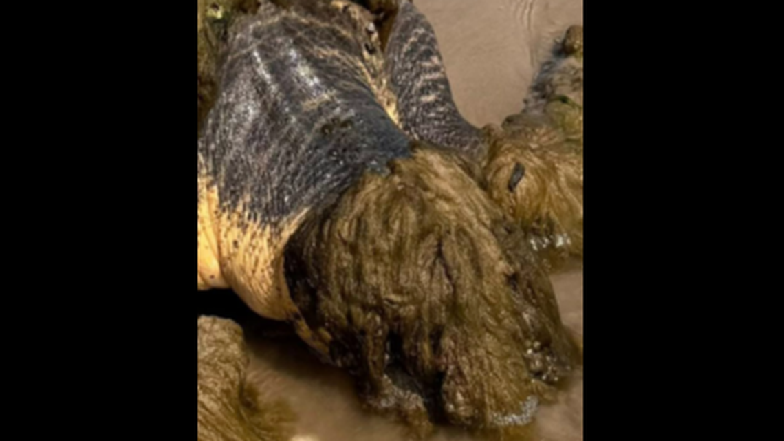 This loggerhead sea turtle washed ashore in Texas covered in layer of encrustation, including barnacles in its mouth, experts discovered.