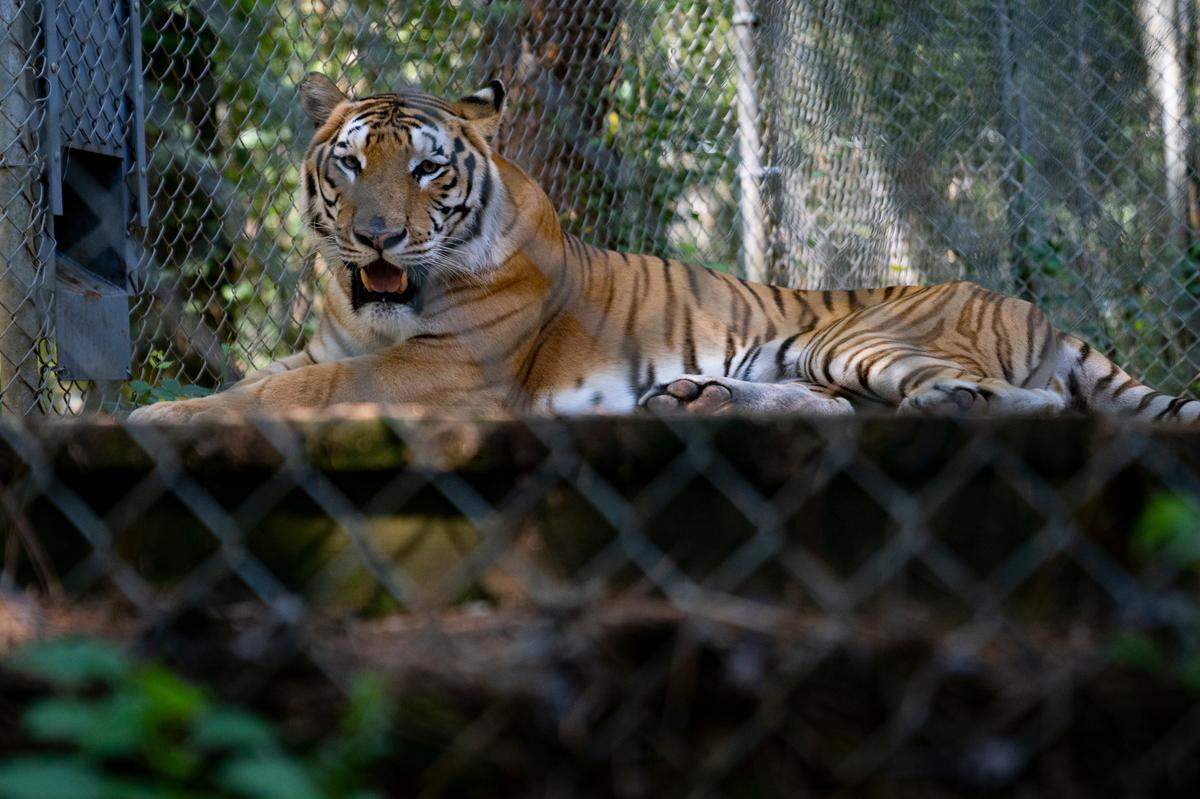 “Naveen”, one of the tigers rescued from the Tiger King Park in Oklahoma, enjoys his new home at the Carolina Tiger Rescue in Pittsboro, N.C. on Tuesday, Aug. 9, 2022.