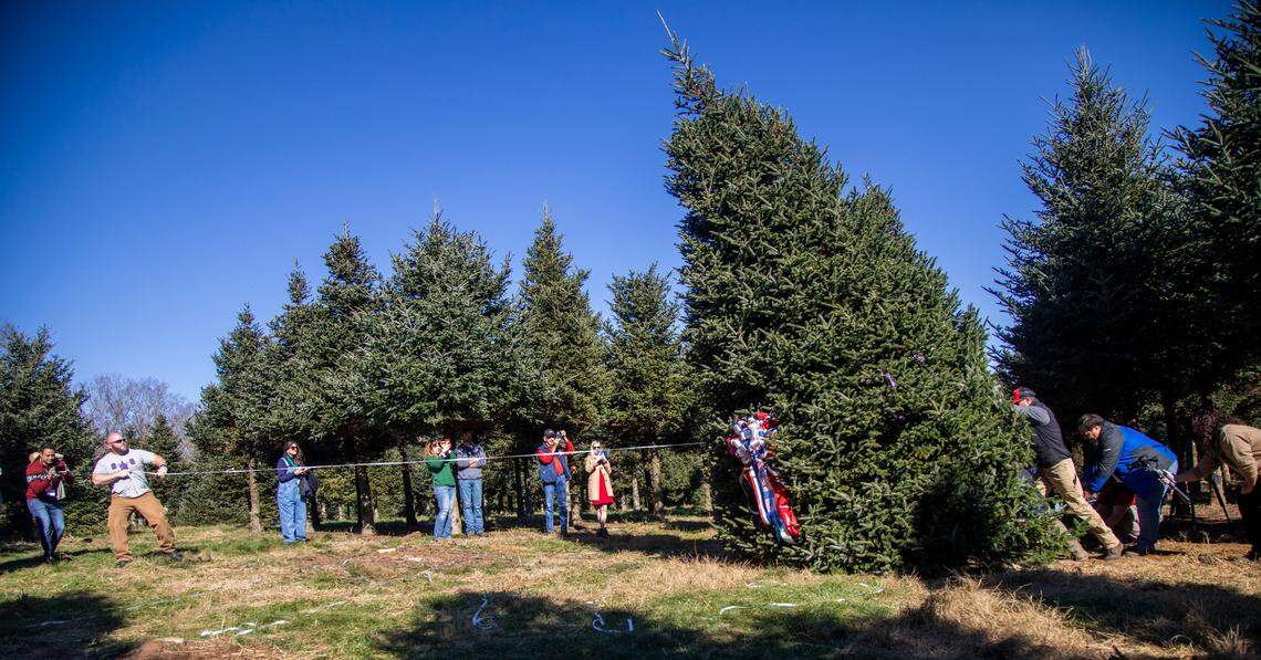 The 2021 White House Christmas Tree is cut during a ceremony at Peak Farms in Jefferson on Nov. 17, 2021. The 2023 White House tree will also come from North Carolina -- from Cline Church Nursery in Fleetwood.