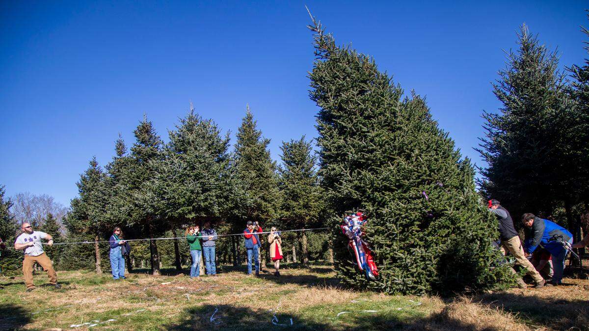How does a Christmas tree from NC get to grace the Blue Room at the White House?