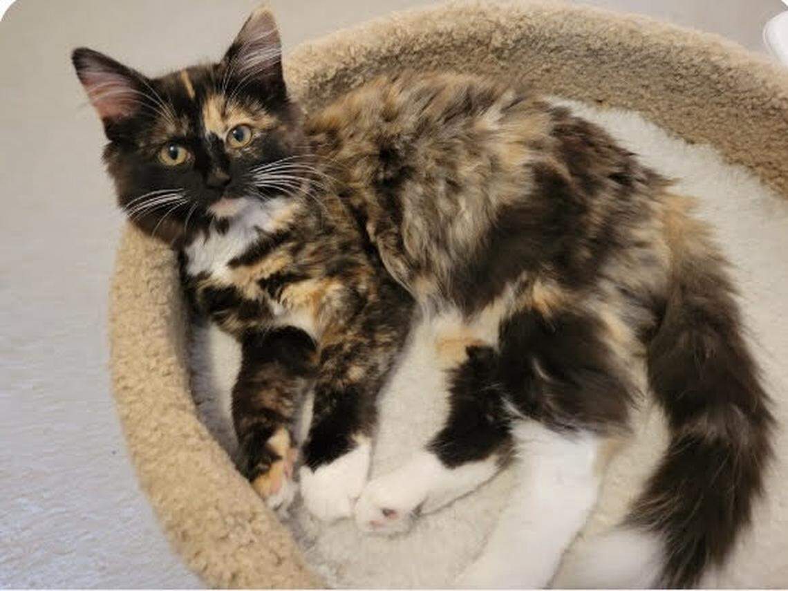 Winnie, the winner of the News & Observer’s cutest contest.