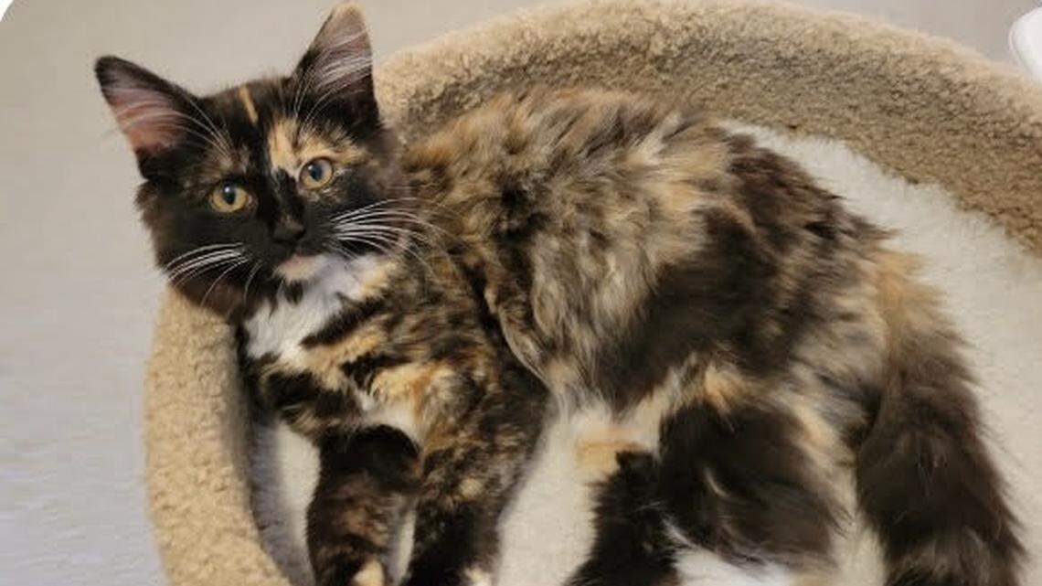 Winnie, the winner of the News & Observer’s cutest contest.