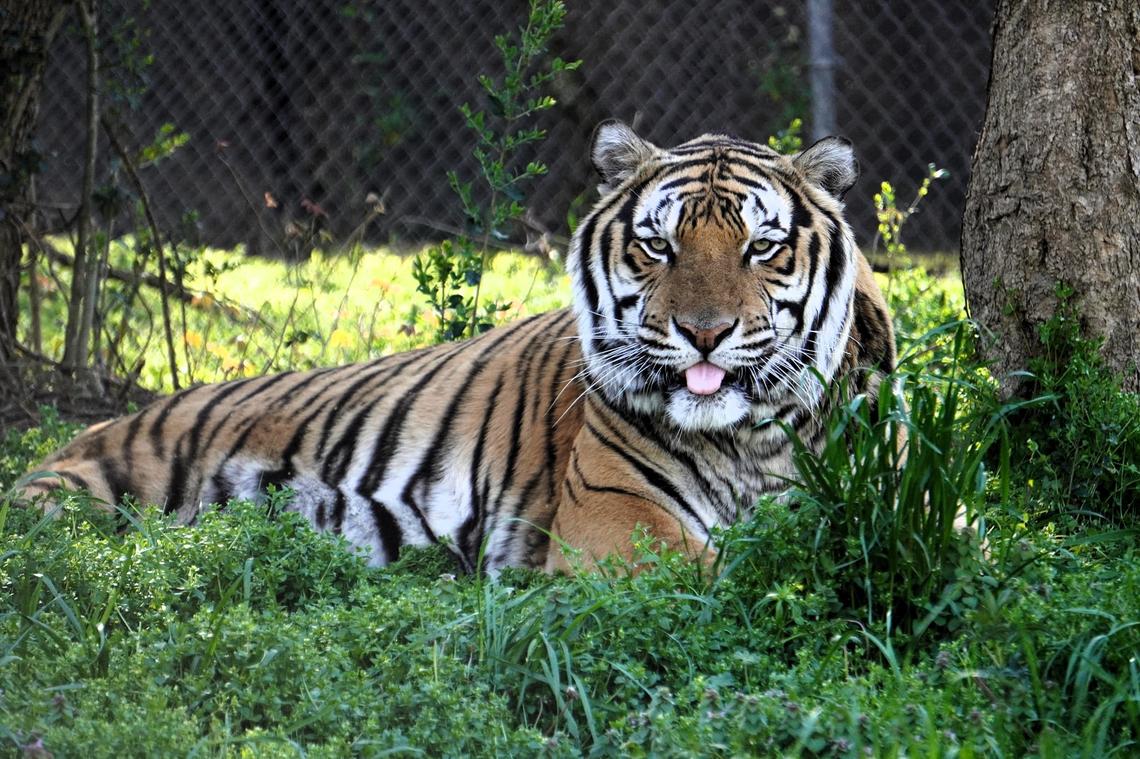 Samar and three other tigers were rescued from the Tiger King Park in Oklahoma and a lawsuit was filed against their former owners accusing them of not providing adequate care, nutrition and shelter.