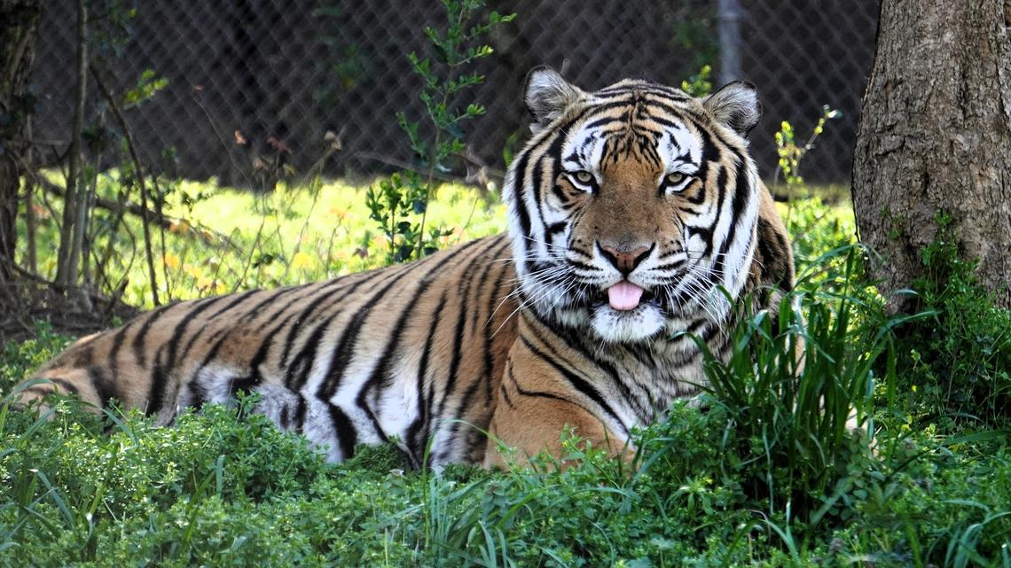 Samar and three other tigers were rescued from the Tiger King Park in Oklahoma and a lawsuit was filed against their former owners accusing them of not providing adequate care, nutrition and shelter. 