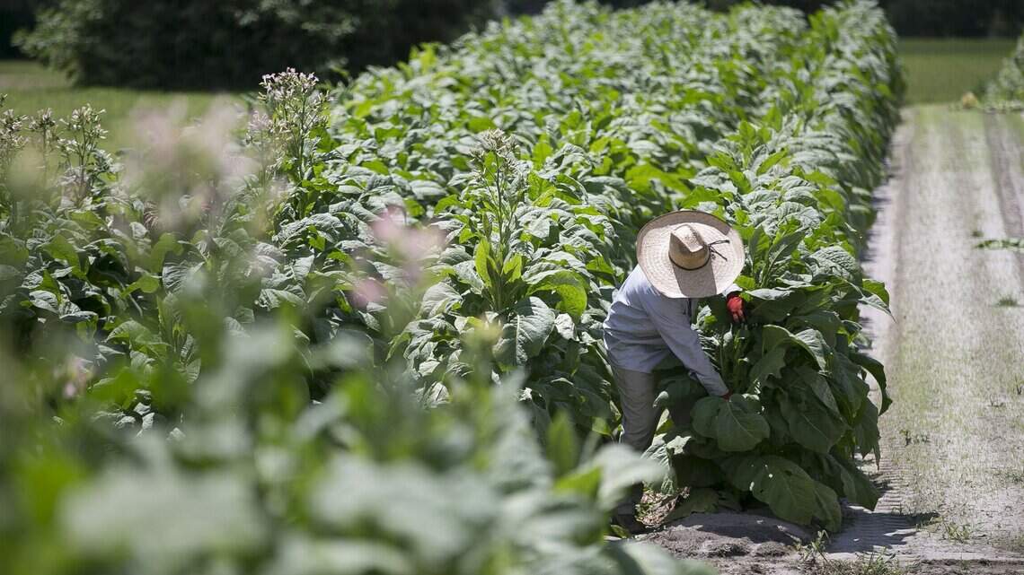 Lured by high pay in NC, many migrant farmworkers end up exploited | Opinion