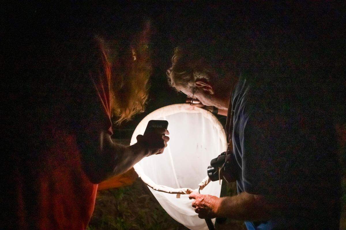 N.C. State entomology professor Clyde Sorenson, right, examines a firefly caught in a net during a firefly viewing expedition on the Crabtree Creek Greenway Trail in Raleigh on Wednesday evening, June 5, 2024.